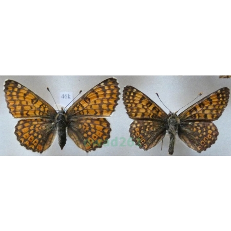 Melitaea cinxia (Linnaeus, 1758) pair Przeplatka cinksia Slovakia46k